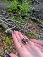 hand holding a bug