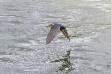 Rauchschwalbe im Flug über dem See