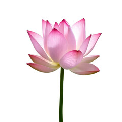 Pink lotus flower in bloom with long green stem