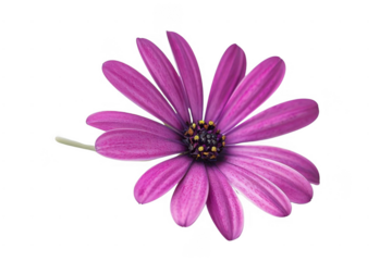 Purple Flower Blooms Beautifully on Black Background, Detailed Close-Up of Floral Beauty