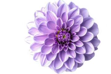 Purple Dahlia Blooms Beautifully on Black Background, Floral Beauty and Elegance