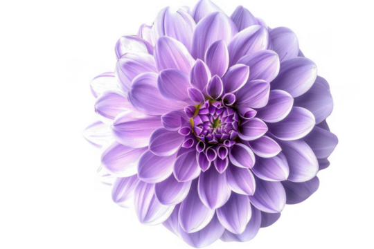 Purple Dahlia Blooms Beautifully on Black Background, Floral Beauty and Elegance - Powered by Adobe
