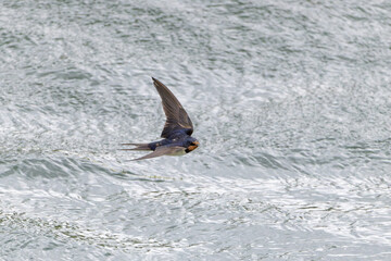 Rauchschwalbe im Flug über dem See