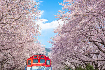 Cherry blossoms blooming in spring at E-World 83 Tower a popular tourist destination. in Daegu,South Korea.