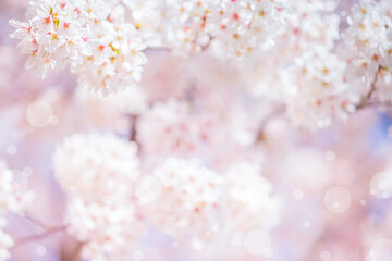Cherry blossom  flower in spring for background or copy space for text