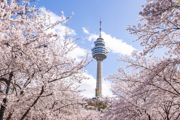 Cherry blossoms blooming in spring at E-World 83 Tower a popular tourist destination. in Daegu,South Korea.