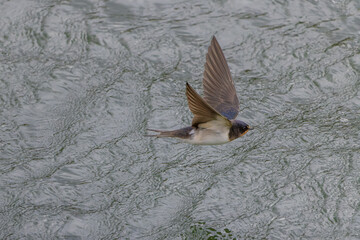 Rauchschwalbe im Flug über dem See