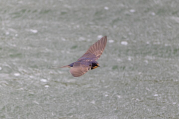Rauchschwalbe im Flug über dem See