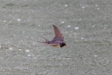 Rauchschwalbe im Flug über dem See