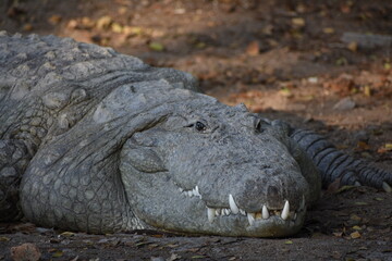 Crocodiles (family Crocodylidae) or true crocodiles are large, semiaquatic reptiles that live throughout the tropics in Africa, Asia, the Americas and Australia. 