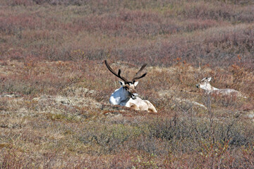 Pair of resting Caribou, Denali National Park, Alaska USA
