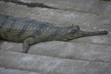 An alligator, or colloquially gator, is a large reptile in the genus Alligator of the family Alligatoridae of the order Crocodilia. The two extant species are the American alligator (A. mississippiens