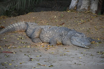 Crocodiles (family Crocodylidae) or true crocodiles are large, semiaquatic reptiles that live throughout the tropics in Africa, Asia, the Americas and Australia. 