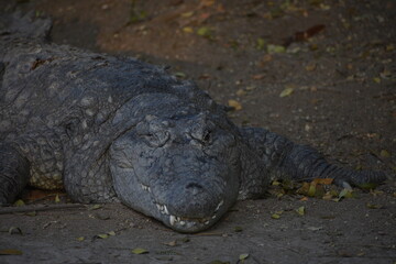 Obraz premium Crocodiles (family Crocodylidae) or true crocodiles are large, semiaquatic reptiles that live throughout the tropics in Africa, Asia, the Americas and Australia. 