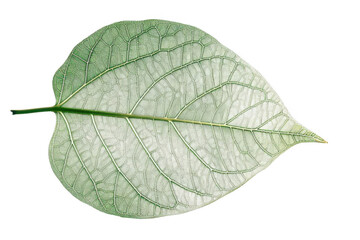 Obraz premium Green Leaf Shows Intricate Veins and Nature's Delicate Artistry Botany Theme.