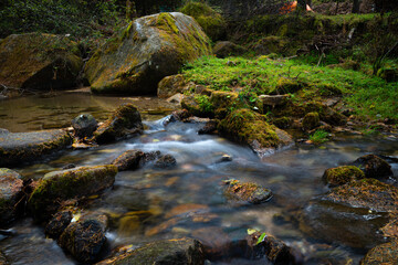 Fototapeta premium stream in the forest