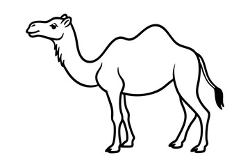 camel isolated on white