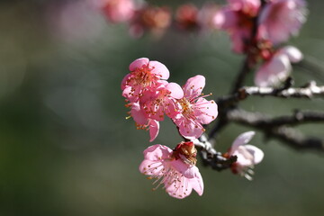 寒さに耐え気品よく咲く