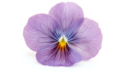 Close-Up of Purple Viola Flower on White Background