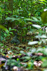 Dragon/Varan de komodo dans la forêt thailandaise