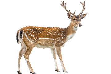 Obraz premium Axis Deer Stands Alert with Antlers Majestic Wildlife Animal, Ungulate with Spotted Coat on Dark Background.