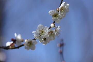 寒さに耐え気品よく咲く