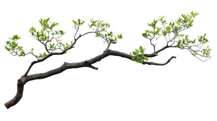 Fototapeta premium Tree branch without leaves, transparent background