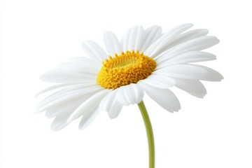 Naklejka premium Bright White Daisy with Yellow Center