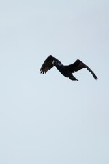 Great Cormorant