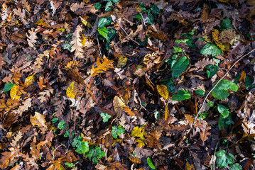 autumn leaves background