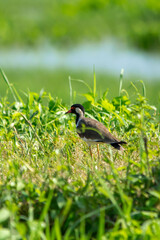 Red-wattled Lapwing