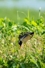 Red-wattled Lapwing