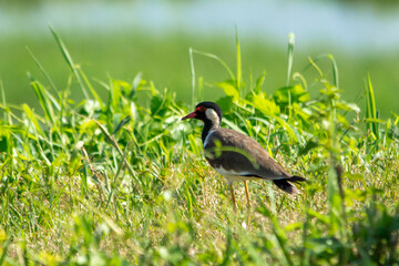 Red-wattled Lapwing