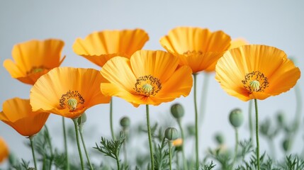 california poppy close up stock image isolated on a white background california poppy