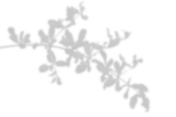 Branch leaf shadow effect isolated on transparent background. Natural twig leaves shadow overlay, branch silhouette decoration for summer spring design elements. Mockup template product presentation