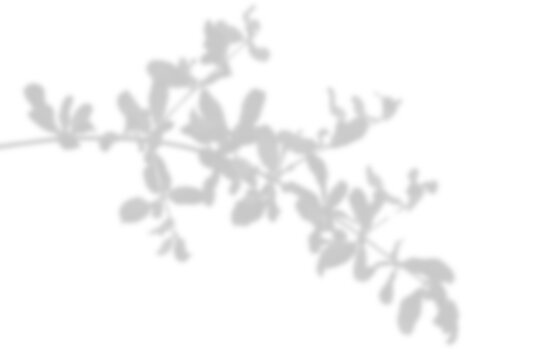 Branch leaf shadow effect isolated on transparent background. Natural twig leaves shadow overlay, branch silhouette decoration for summer spring design elements. Mockup template product presentation