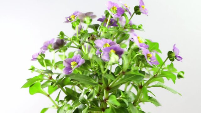 Beautiful purple flowering plant Persian violet or Exacum affine thriving in lush green foliage on a white background showcasing vibrant colors and intricate details of nature's beauty
