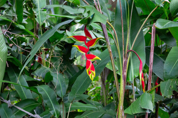 Heliconia rostrata, popularmente conhecida como bananeira-do-brejo ou papagaio	