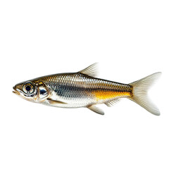 Angled view full body shot of an extremely perfect looking single Golden Shiner animal isolated on a white transparent background
