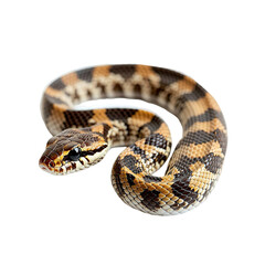 Fototapeta premium Angled view full body shot of an extremely perfect looking single Gopher Snake animal isolated on a white transparent background