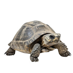 Obraz premium Angled view full body shot of an extremely perfect looking single Gopher Tortoise animal isolated on a white transparent background