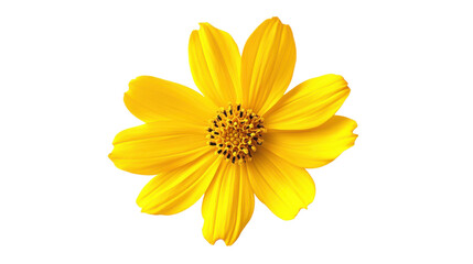 Fototapeta premium Yellow flower, transparent background
