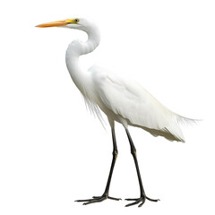 Obraz premium Angled view full body shot of an extremely perfect looking single Great Egret animal isolated on a white transparent background