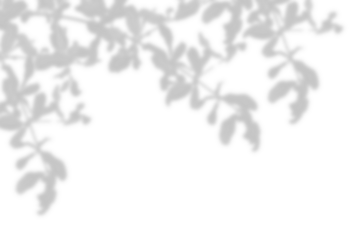 Natural leaf shadow effects isolated on transparent background. Blurred tree branch shadow. Plant leaves shade. Spring decoration, Mockup, template for product display, Smmer design elements, PNG