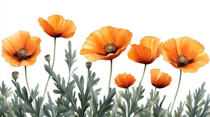 Fototapeta premium illustration of a california poppy flower isolated on a white background california poppy