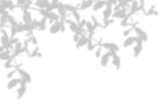 Natural leaf shadow effects isolated on transparent background. Blurred tree branch shadow. Plant leaves shade. Spring decoration, Mockup, template for product display, Smmer design elements, PNG