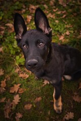 Little defender German Shepherd