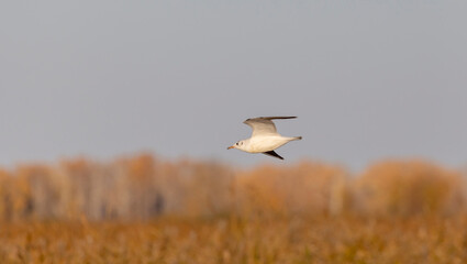 white river gull with a red beak in flight at sunset in autumn
