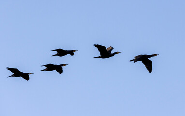 a flock of black cormorant birds in the sky flying one after another
