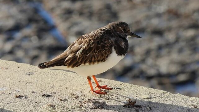the black - headed gull, ridiriridus, rididus dus ridus